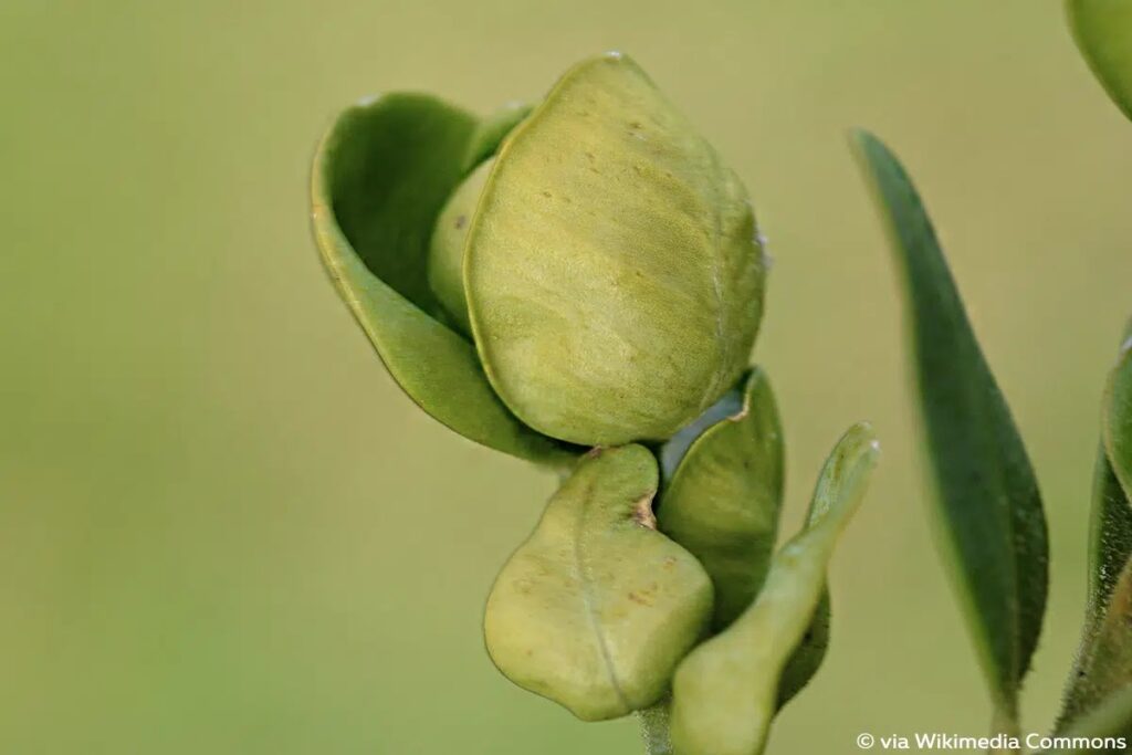 Boxwood Gets White Flakes: What To Do?