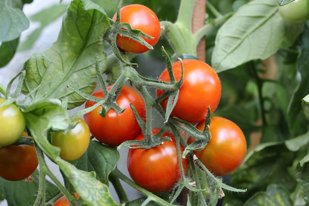 Fertilizing Tomatoes With Urine: A Useful Fertilizer?