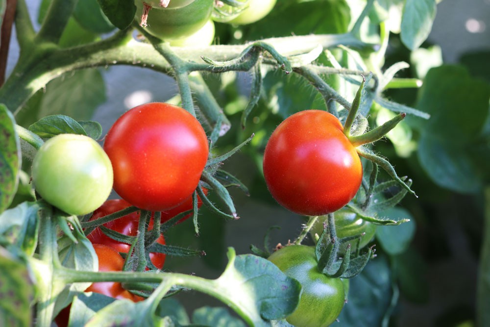 How Often Should You Water Tomatoes?