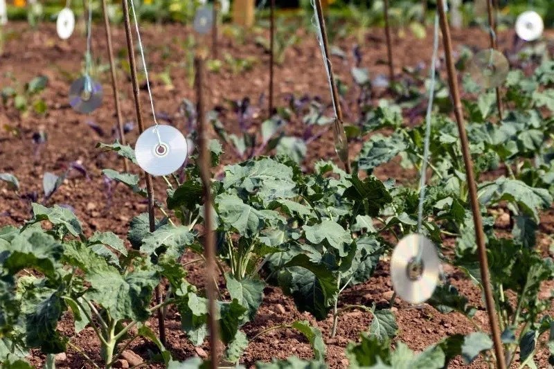 Cabbage Leaves Eaten: What Animal Eats Cabbage?