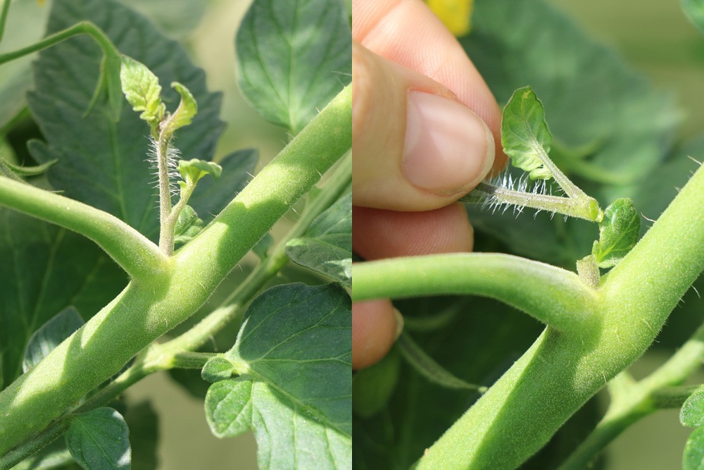 What Are The Best Tomatoes To Grow On A Balcony?