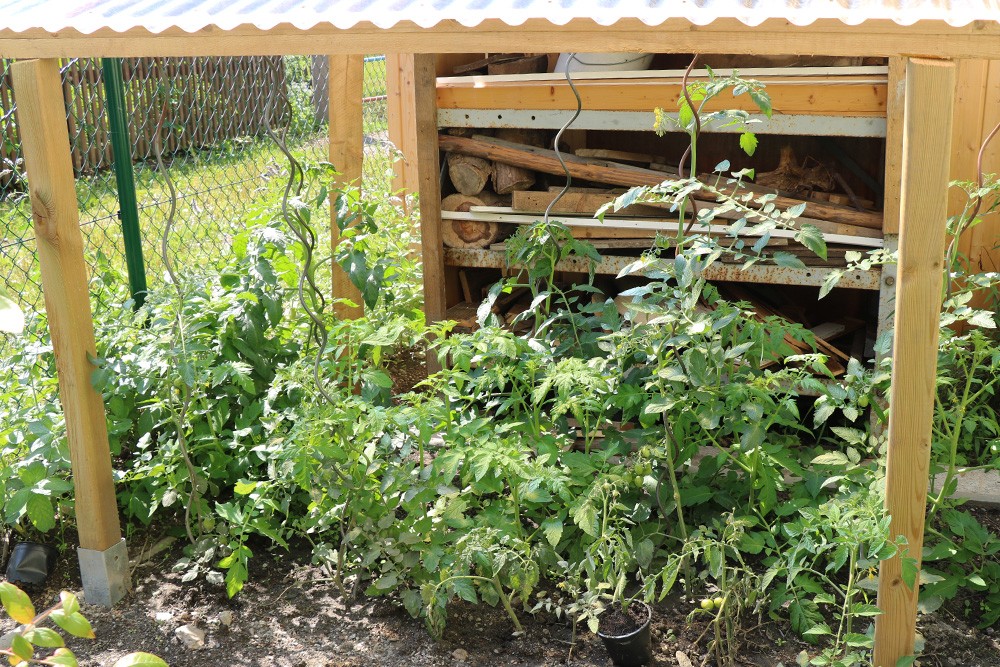 Can You Reuse Old Tomatoe Soil Again?