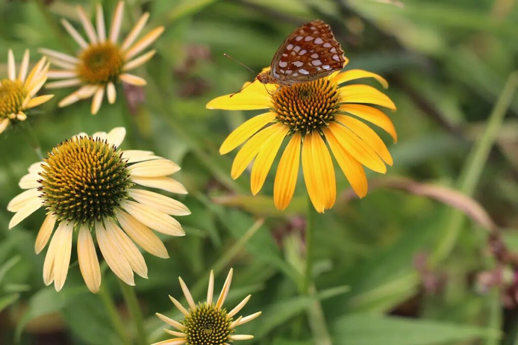 The Best Location To Grow Echinacea