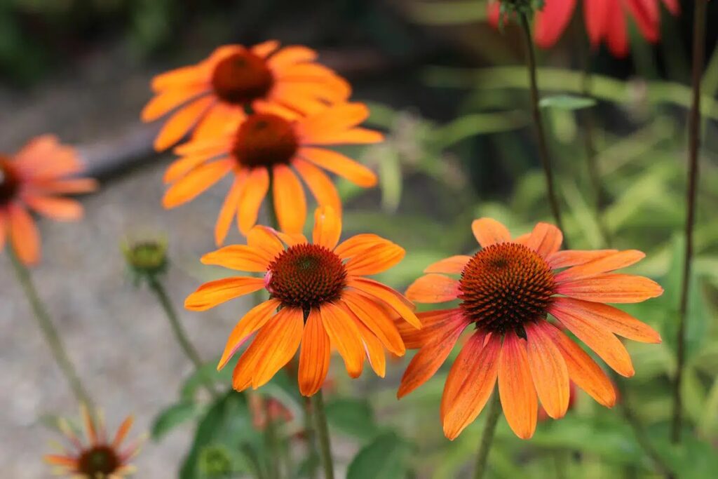 The Best Location To Grow Echinacea