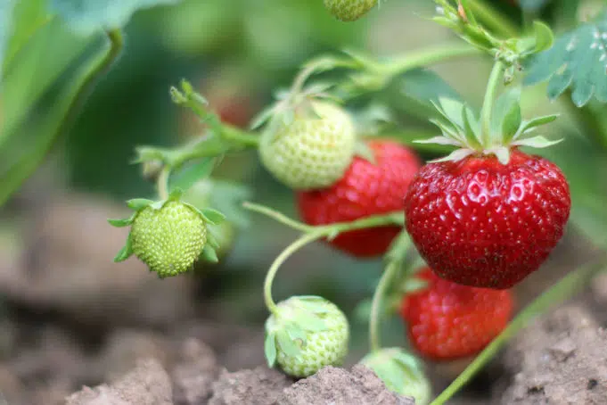 Should You Cut Runners In Strawberries?