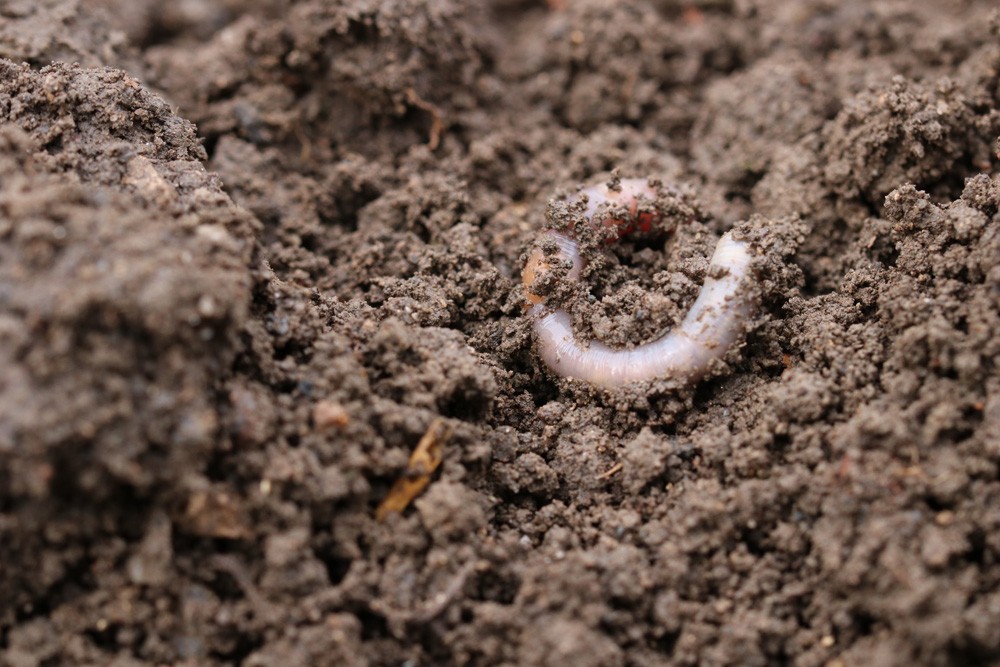 Can You Reuse Old Tomatoe Soil Again?