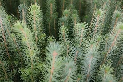 What Is The Difference Between Spruce And Fir?