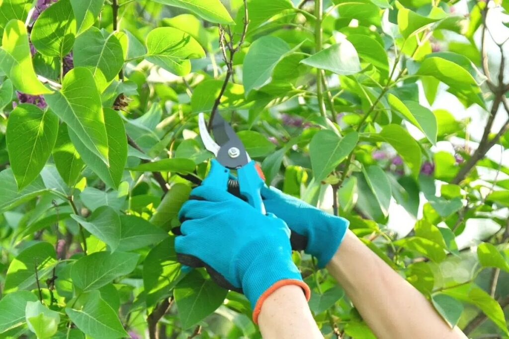 Pruning Lilacs: When Is The Ideal Time?