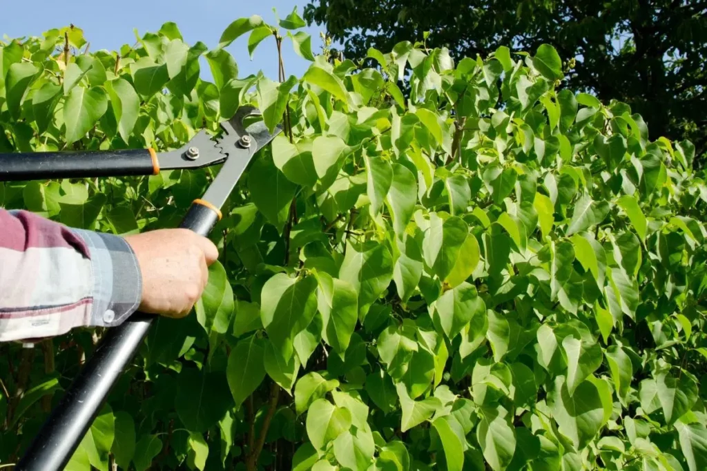 Pruning Lilacs: When Is The Ideal Time?