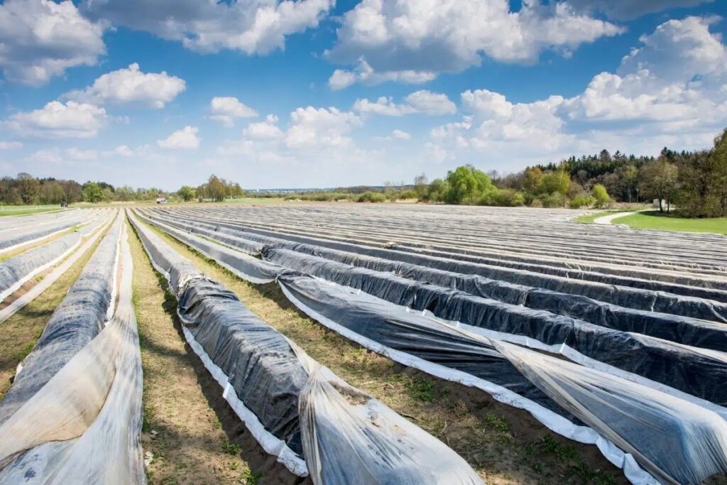 Can Potatoes Tolerate Frost?