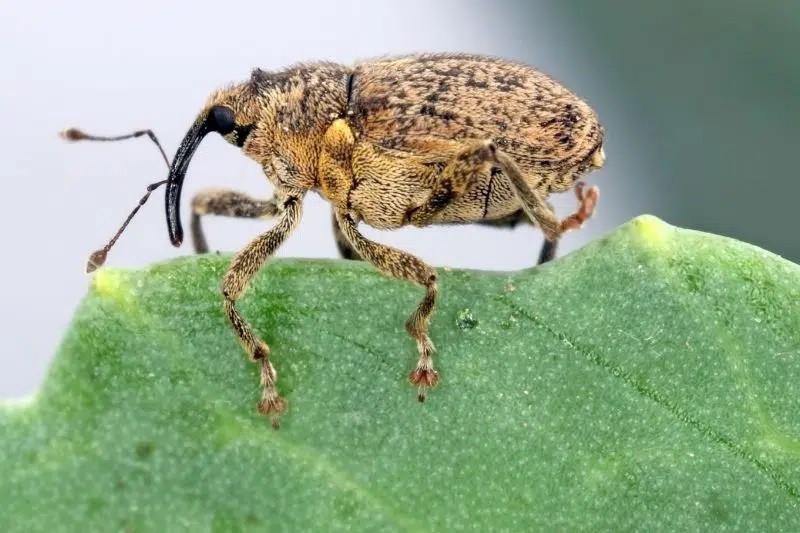 Cabbage Leaves Eaten: What Animal Eats Cabbage?