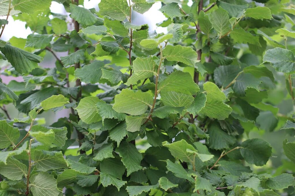 Pruning Hazelnut Tree: When And How?