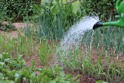 Can You Water Plants With Mineral Water?