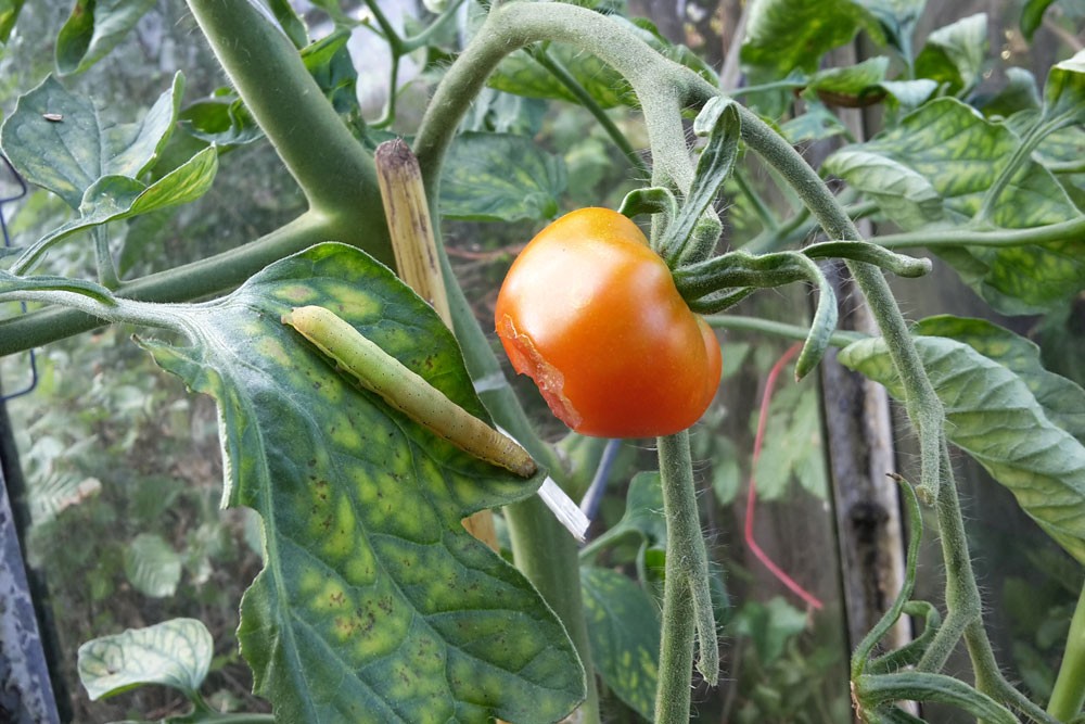 Who Is Eating My Tomatoes? These Animals Gnaw On Tomato Plants