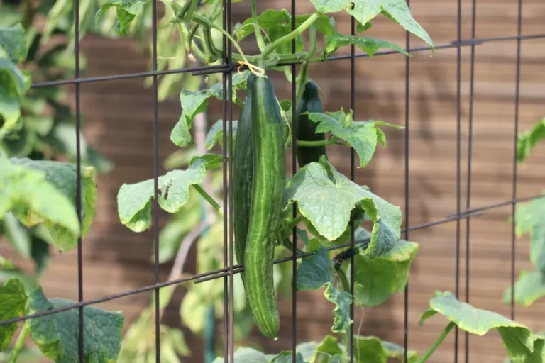 Cucumbers Turn Yellow And Fall Off: What To Do?