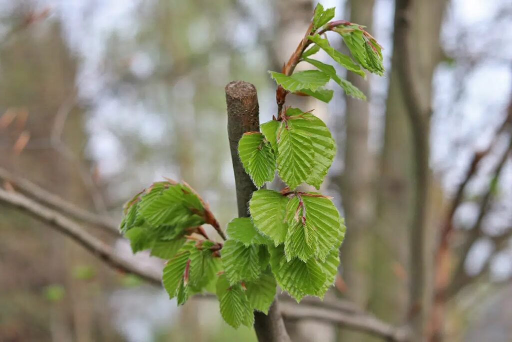 Pruning Hazelnut Tree: When And How?