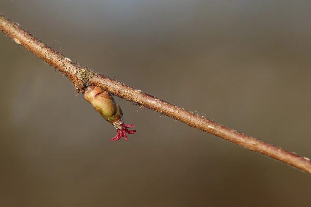 Pruning Hazelnut Tree: When And How?