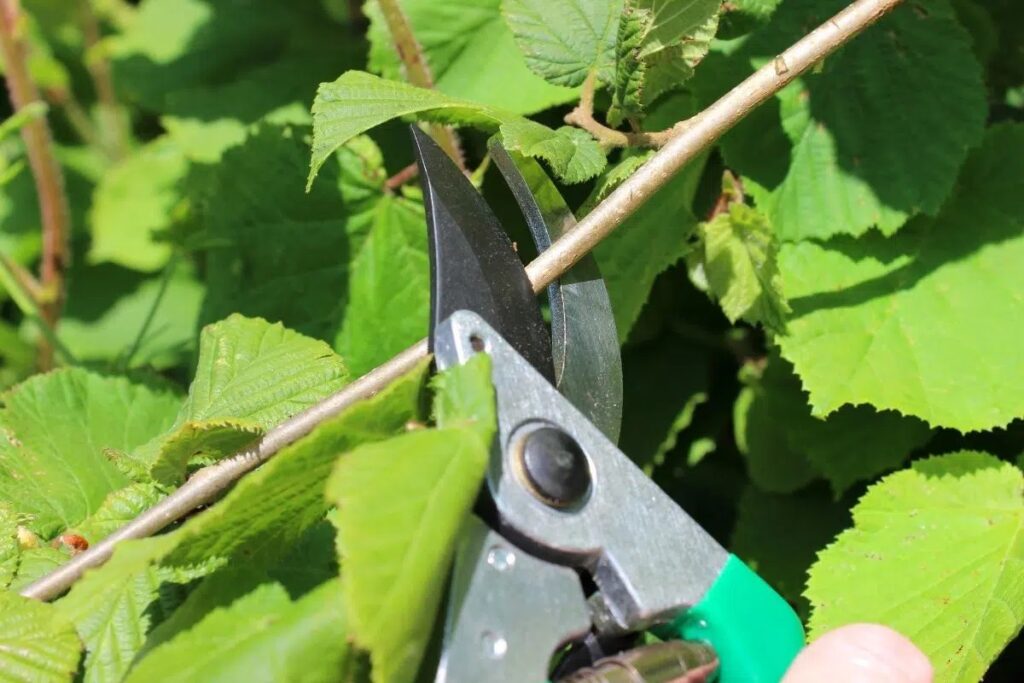 Pruning Hazelnut Tree: When And How?