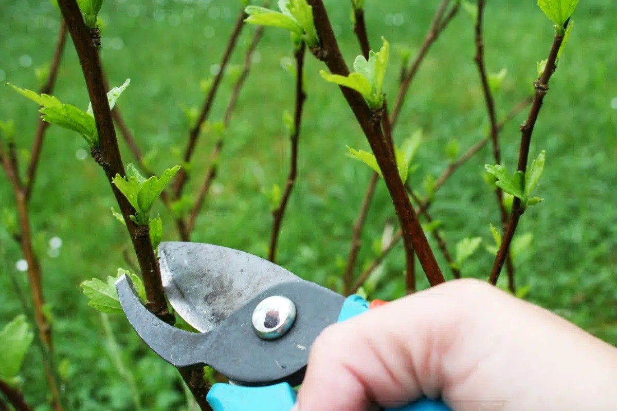 Pruning Hibiscus Hedge: When And How? - Gardeninguru