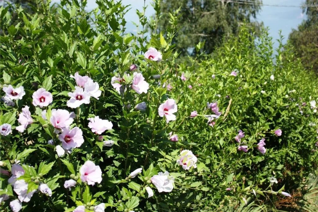 Pruning Hibiscus Hedge: When And How?