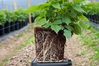 How To Build Root Barrier For Raspberries