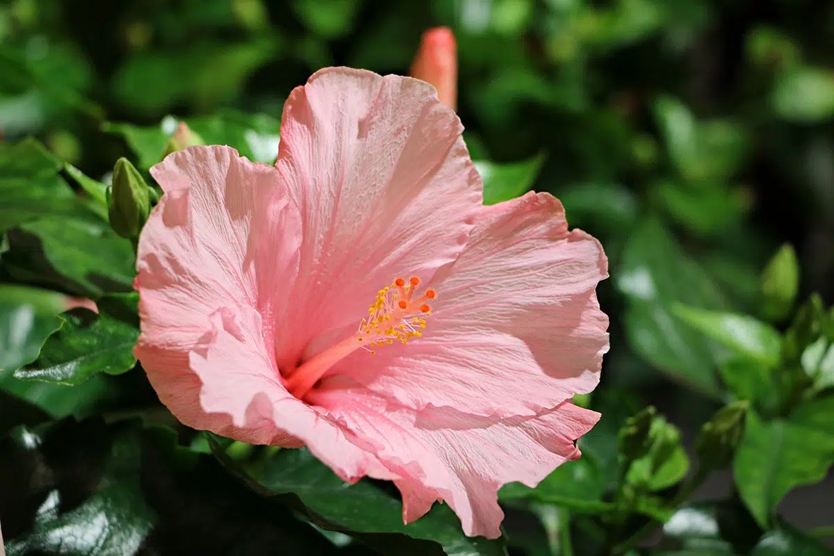 Hibiscus: Can You Really Eat Hibiscus Flowers? - Gardeninguru