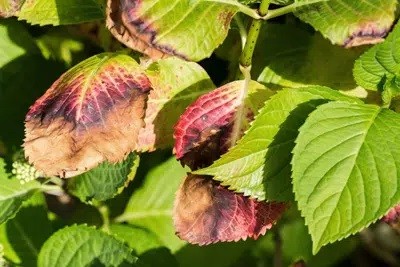 Why Are Your Hydrangea Leaves And Flowers Drooping?