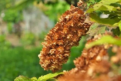 Why Are Your Hydrangea Leaves And Flowers Drooping?