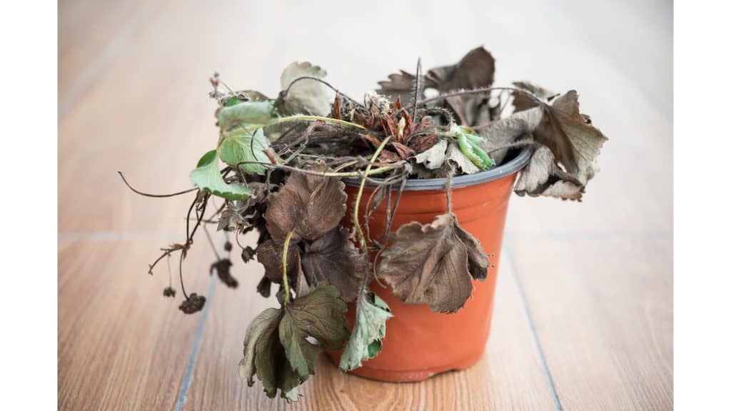 How To Save Withered Plants In 5 Steps