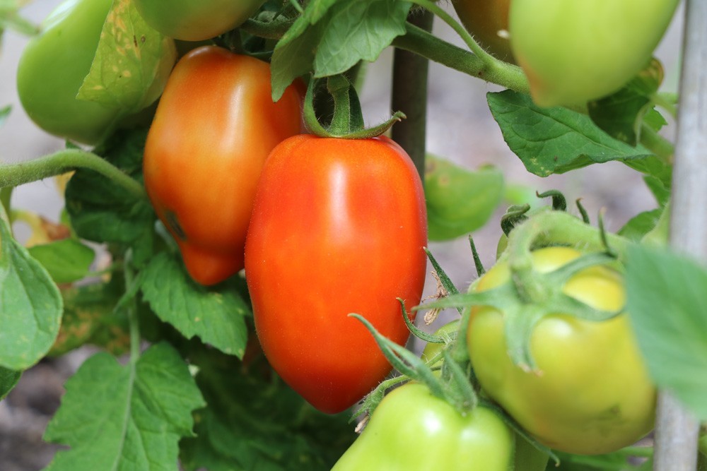 Ideal Location For Tomatoes - Shade, Partial Shade Or Sun?