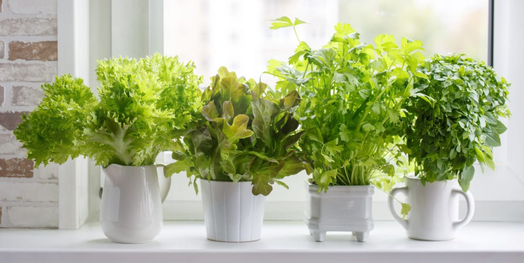 Herbs You Can Grow In The Kitchen All Year Round