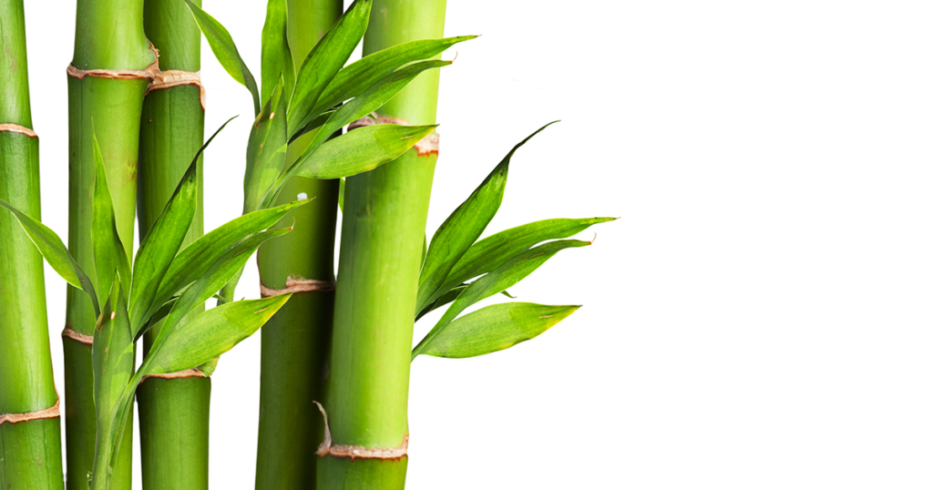 Is Bamboo Poisonous For Children, Dogs or Cats?