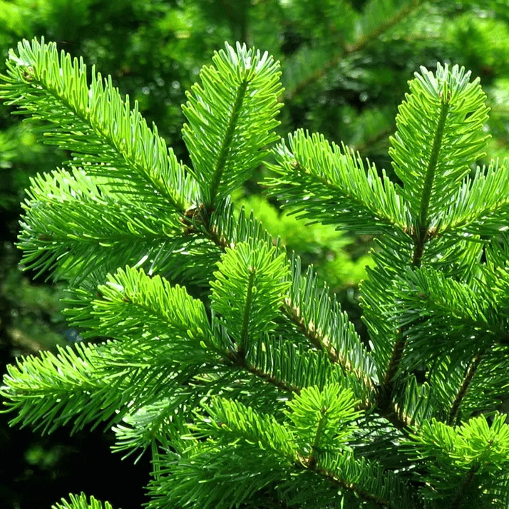 Nordmann Fir: Growth Of The Fir Per Year, Care And Pruning