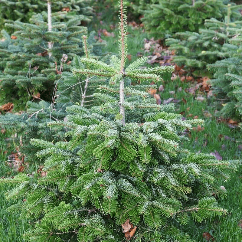 Nordmann Fir: Growth Of The Fir Per Year, Care And Pruning