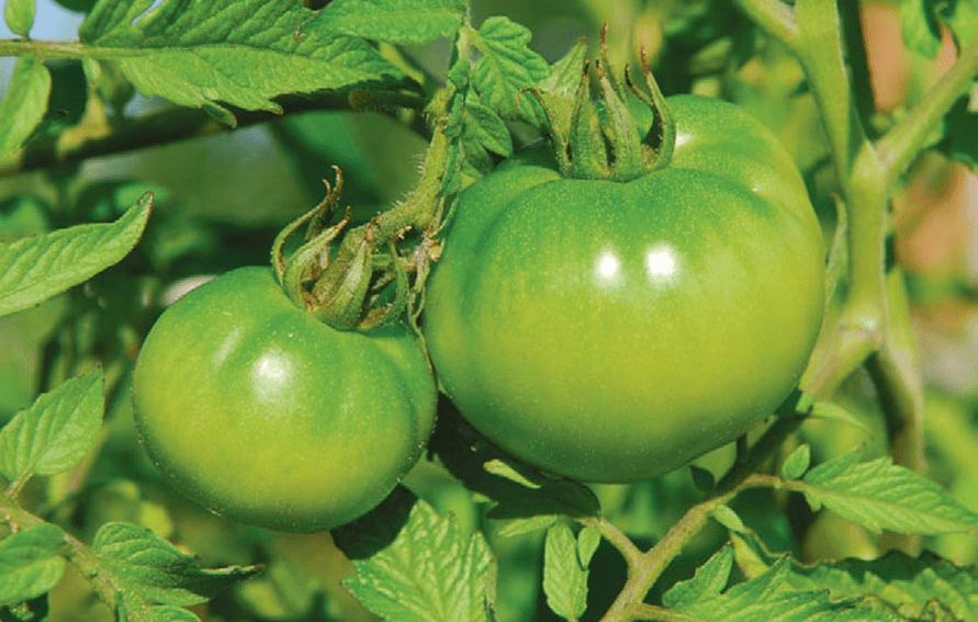 Can Green Tomatoes Be Poisonous?