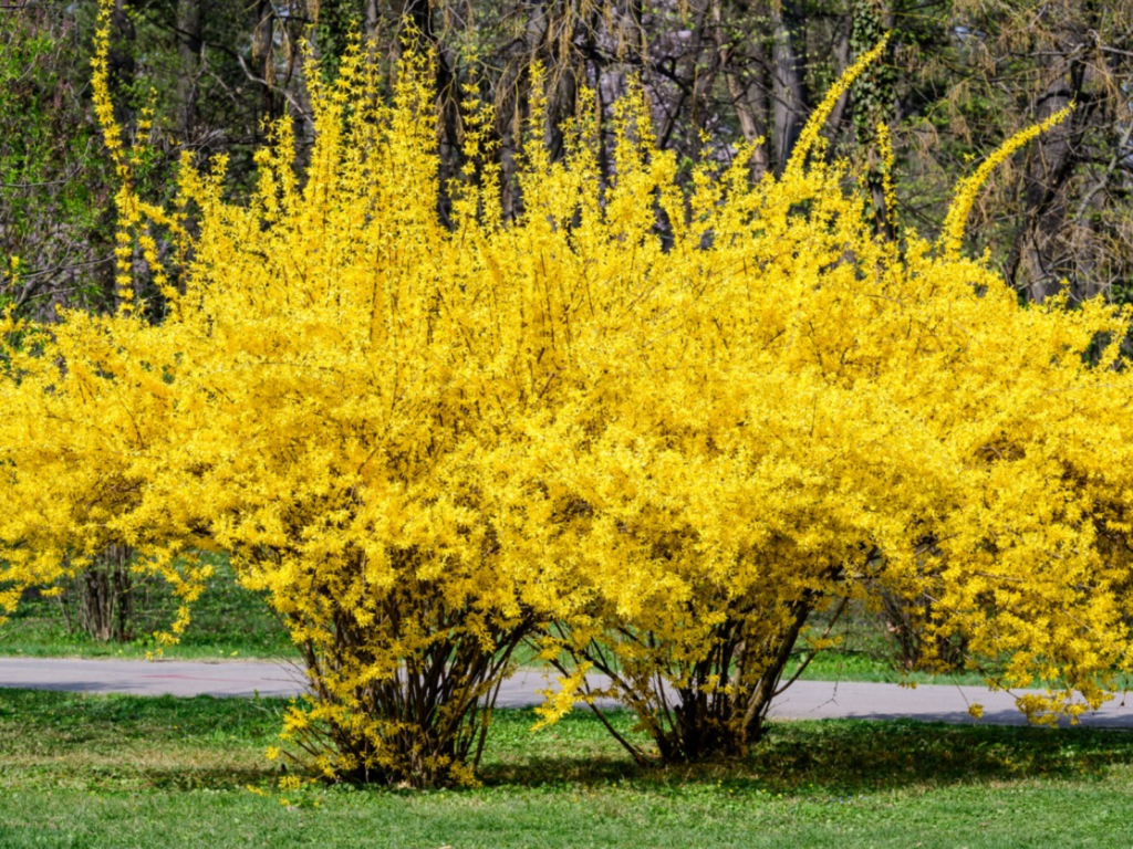 Is Forsythia Poisonous To Humans?