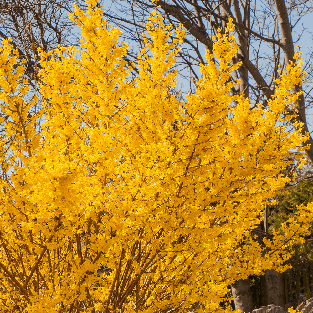 Is Forsythia Poisonous To Humans?