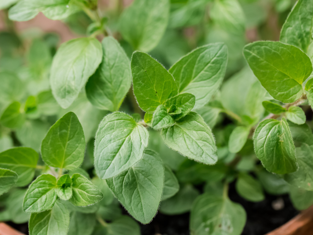 What Herb Makes A Good Ground Cover?