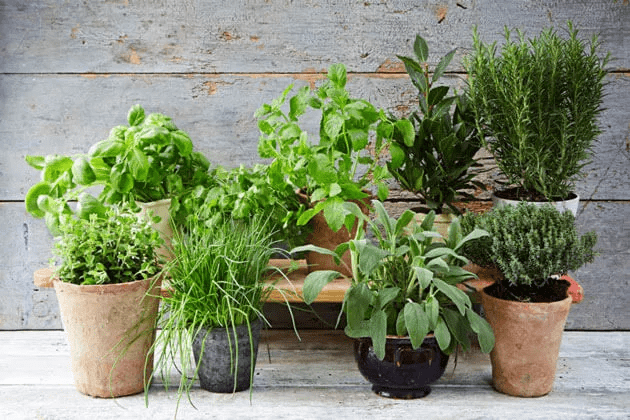 How Do You Take Care Of Herbs In Pots?