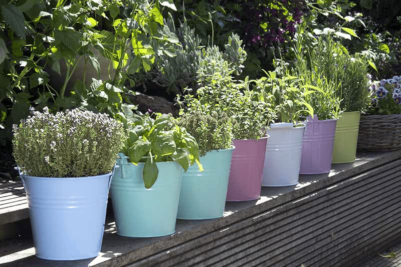 How Do You Take Care Of Herbs In Pots?