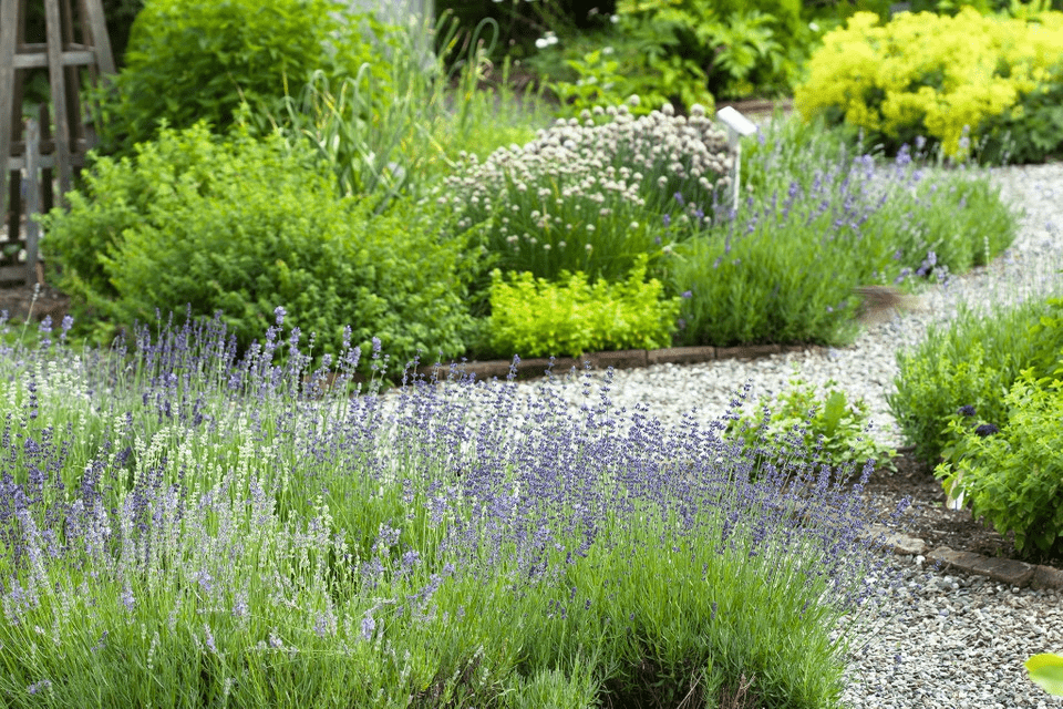 Can You Divide Herbs For Propagation?