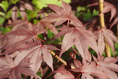 Japanese Maple – Care, Pruning & Propagation