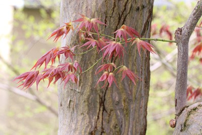 Japanese Maple - Care, Pruning & Propagation