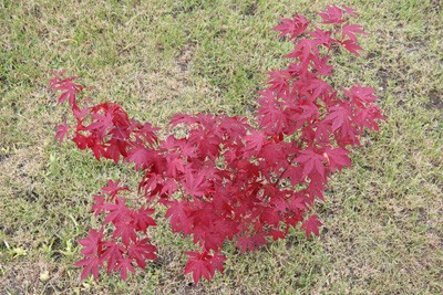 Japanese Maple - Care, Pruning & Propagation