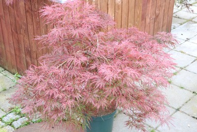 Japanese Maple - Care, Pruning & Propagation