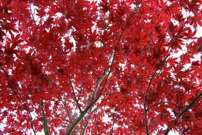 Japanese Maple - Care, Pruning & Propagation