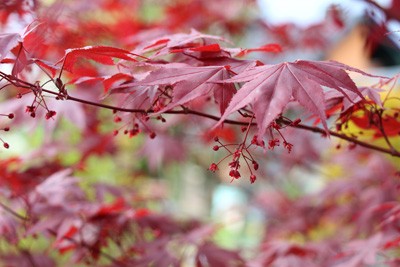 Japanese Maple - Care, Pruning & Propagation