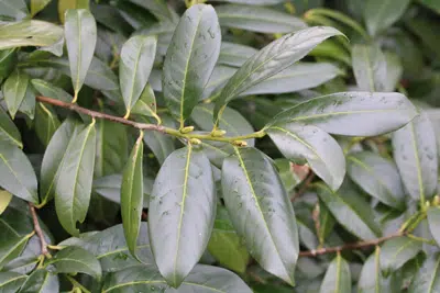 My Cherry Laurel Gets Yellow Leaves: What To Do?