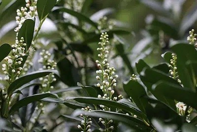 My Cherry Laurel Gets Yellow Leaves: What To Do?