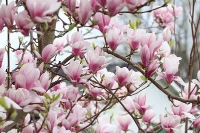Magnolia Does Not Bloom: Common Causes And Help